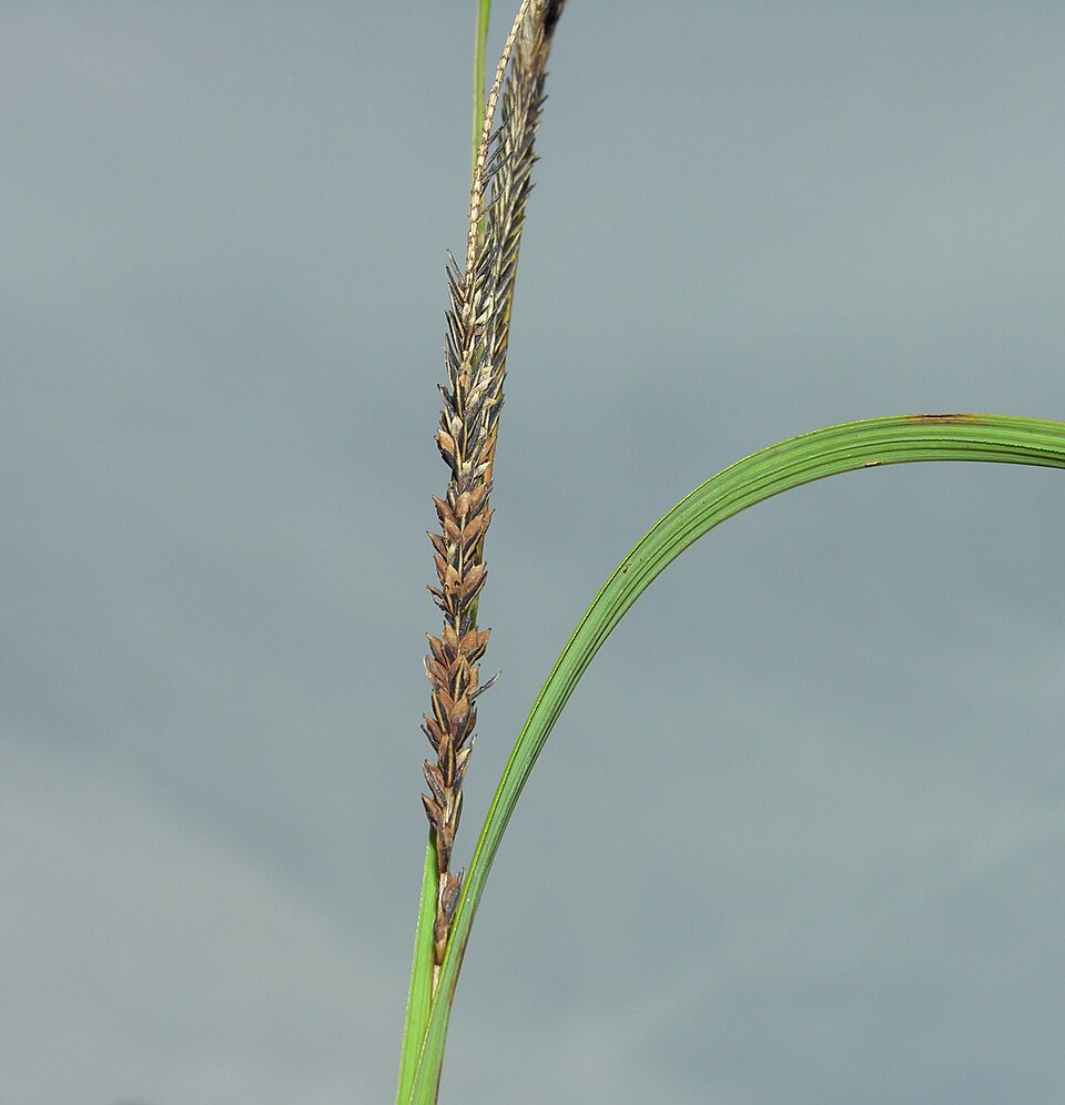 Carex aquatilis (Sitka Aquatic Sedge) (alternate view 8)