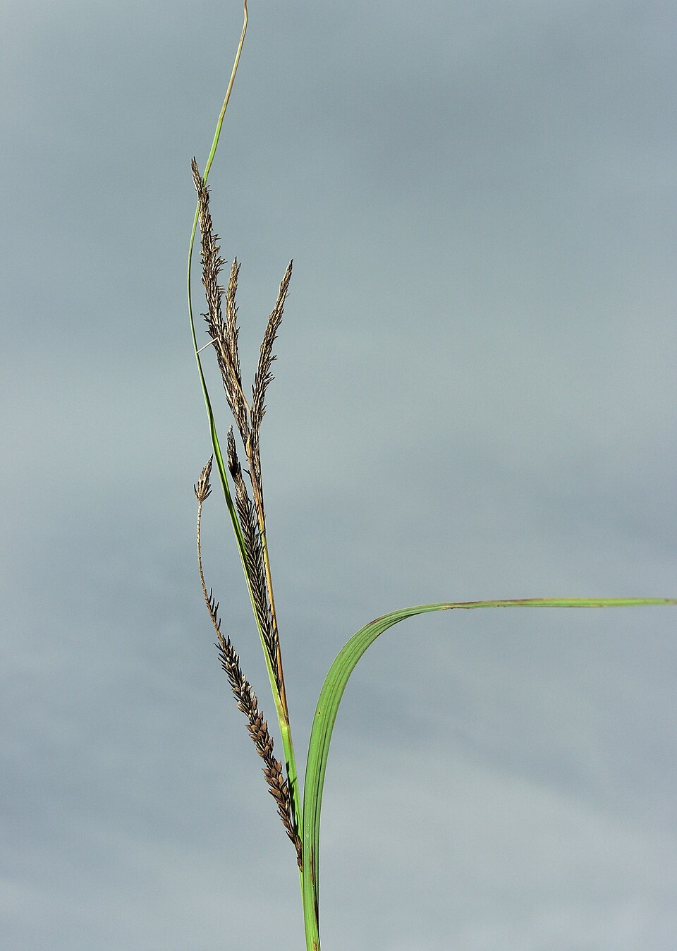 Carex aquatilis (Sitka Aquatic Sedge) (alternate view 9)