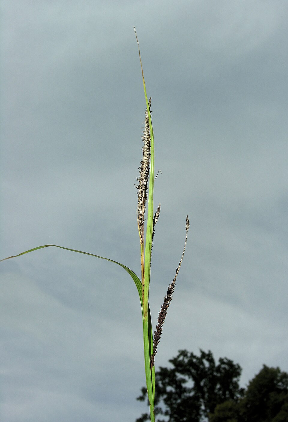 Carex aquatilis (Sitka Aquatic Sedge) (alternate view 10)