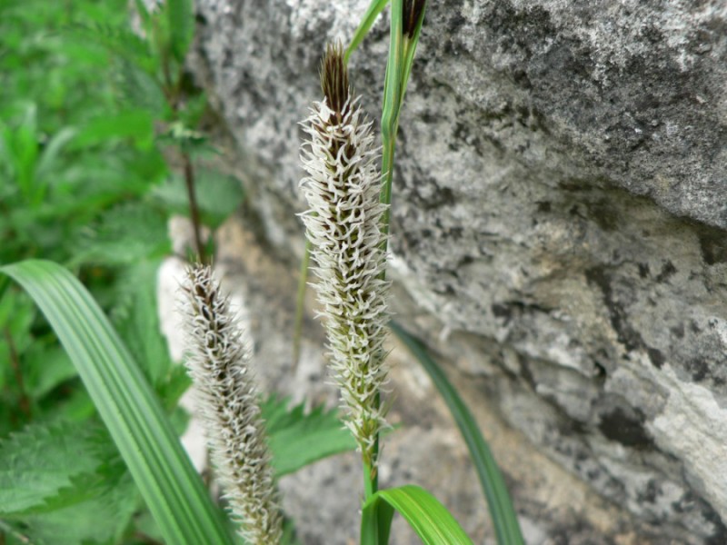 Carex riparia (greater pond sedge) (alternate view 10)