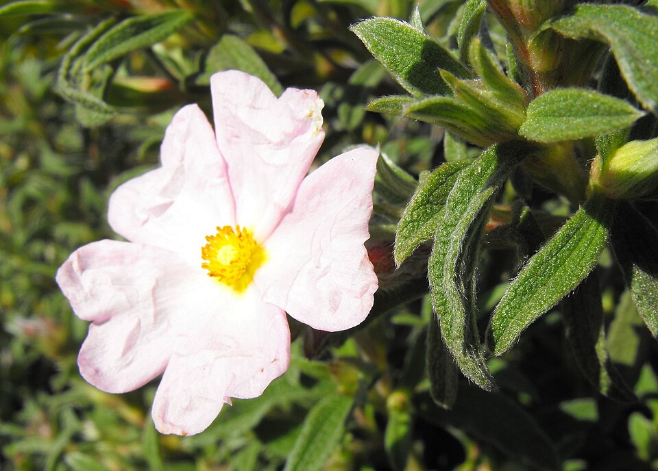 Cistus x skanbergii (alternate view 6)