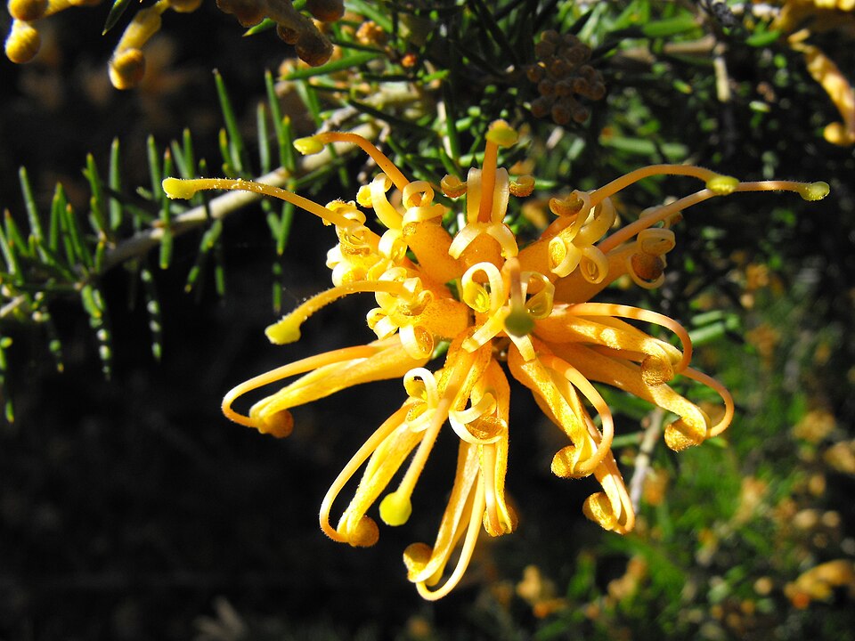 Grevillea juniperina (alternate view 6)