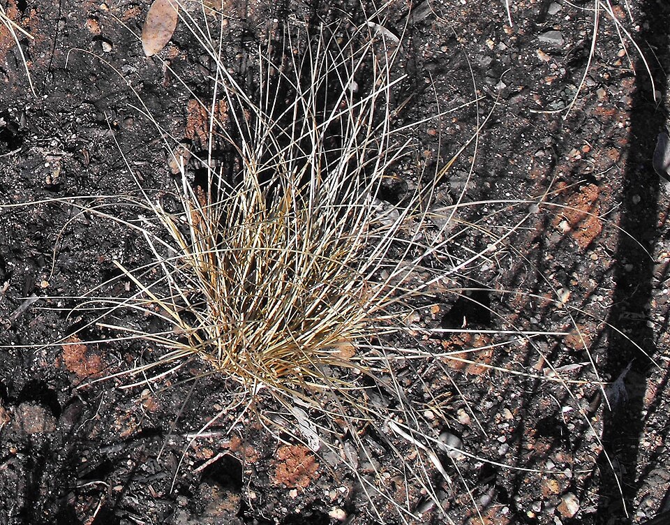 Carex comans (Hair Sedge) (alternate view 4)