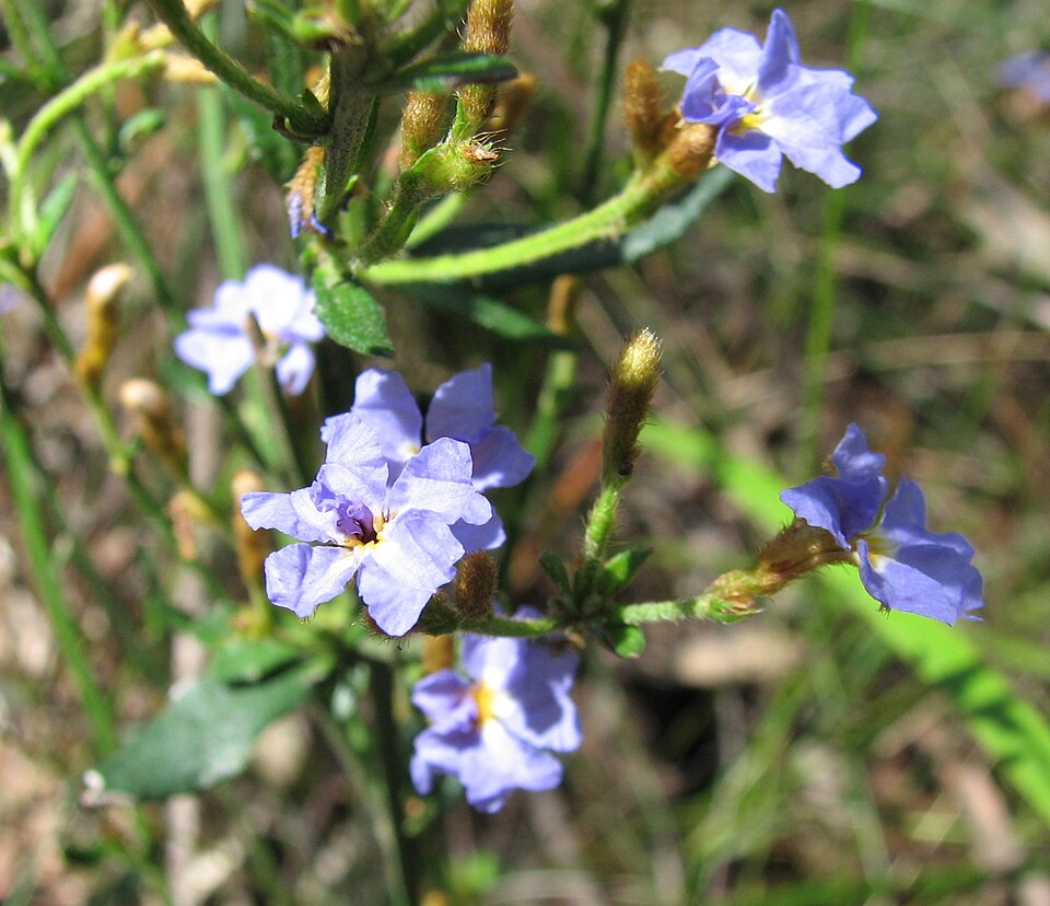 Dampiera stricta (Blue Dampiera)