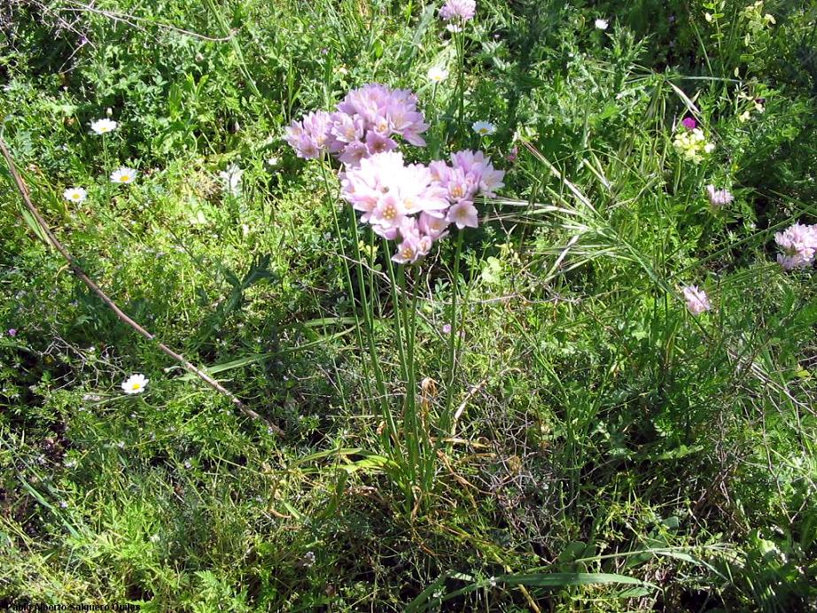Allium roseum (rosy garlic)