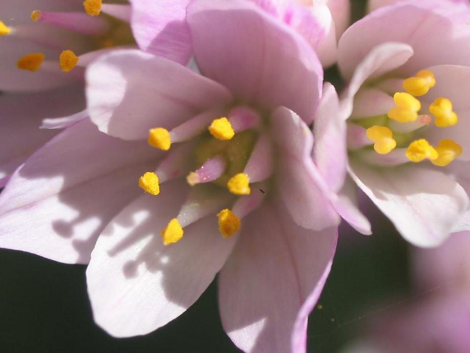 Allium roseum (rosy garlic)
