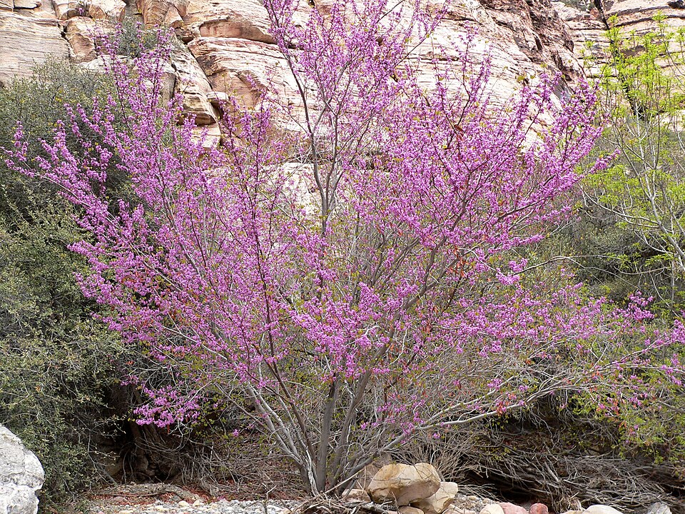 Cercis occidentalis (Western Redbud) (alternate view 8)