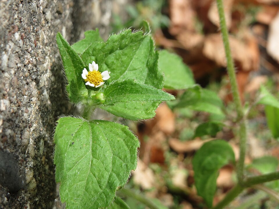 Galinsoga quadriradiata (shaggy soldier)