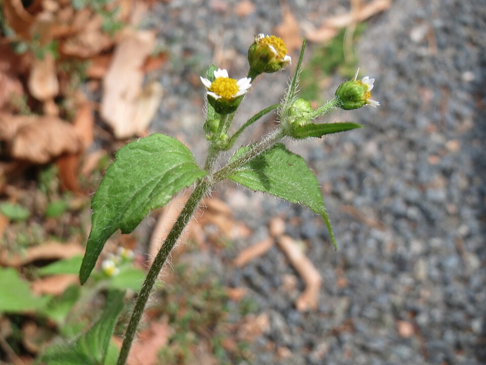 Galinsoga quadriradiata (shaggy soldier)
