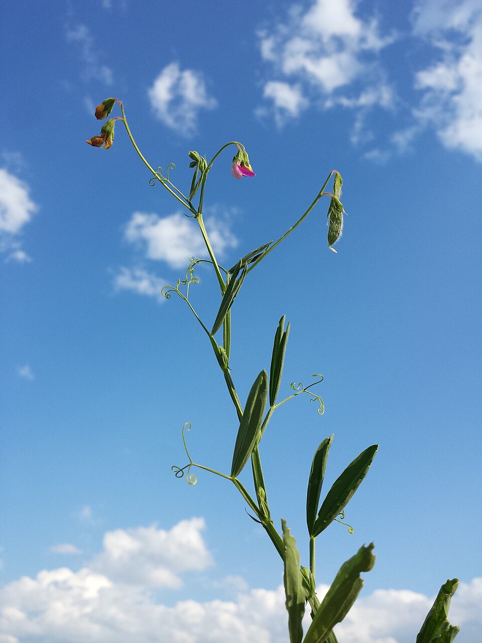 Lathyrus hirsutus (Hairy Vetchling) (alternate view 8)