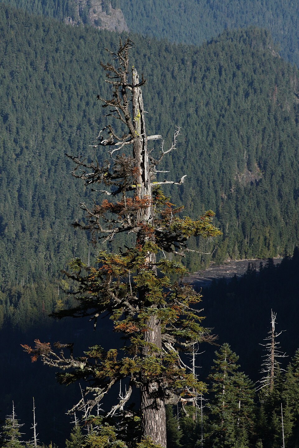 Abies procera (Noble Fir) (alternate view 9)