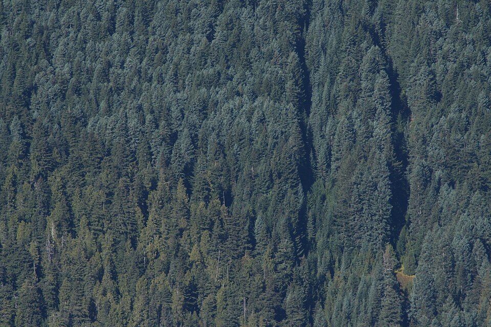 Abies procera (Noble Fir) (alternate view 10)