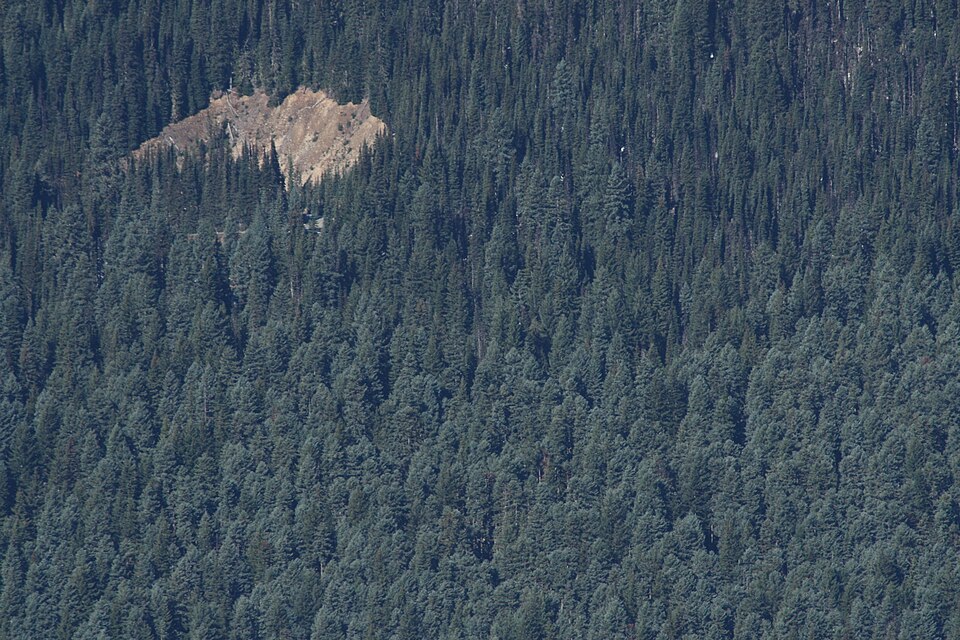 Abies procera (Noble Fir) (alternate view 11)