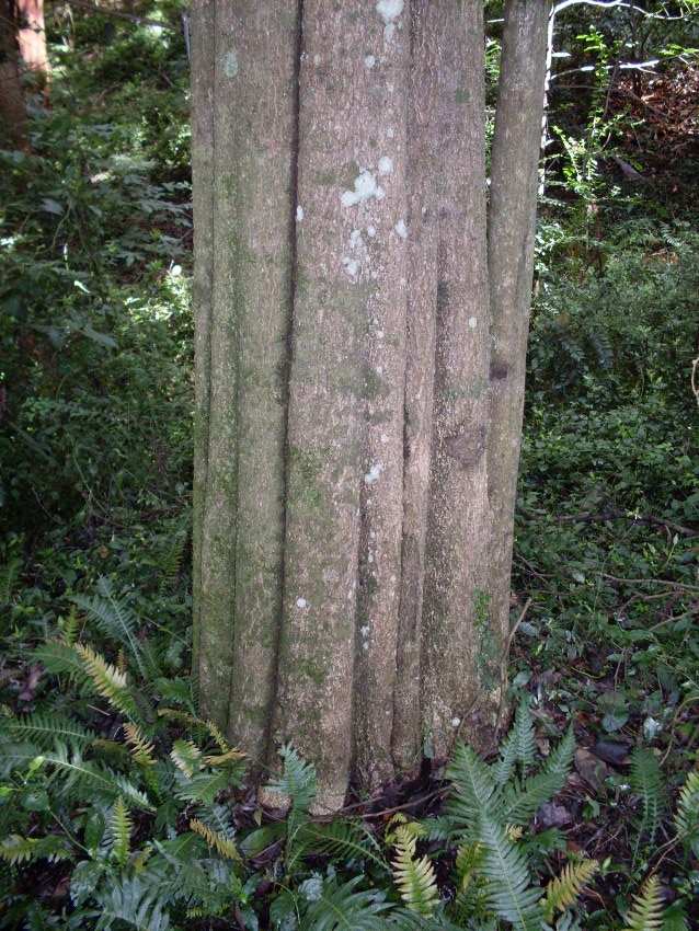 Cryptocarya microneura (murrogun) (alternate view 6)