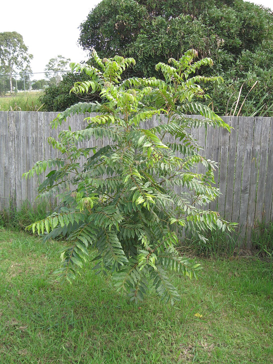 Toona ciliata (Australian Red Cedar) (alternate view 4)