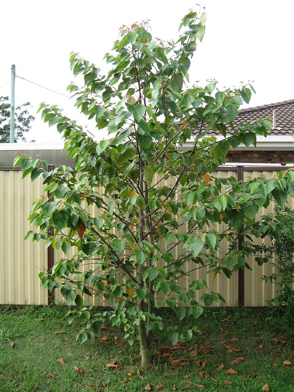 Commersonia bartramia (Brown Kurrajong) (alternate view 7)