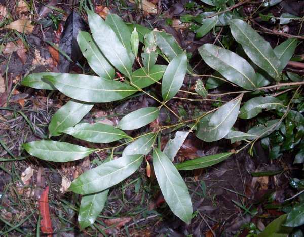 Cryptocarya microneura (murrogun) (alternate view 7)