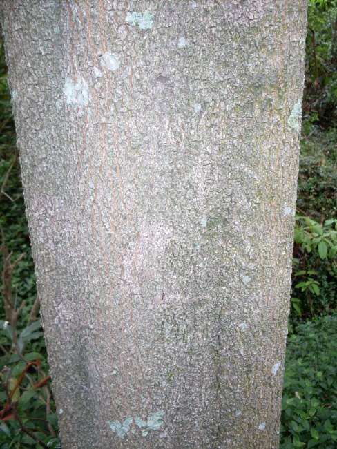 Cryptocarya microneura (murrogun) (alternate view 8)