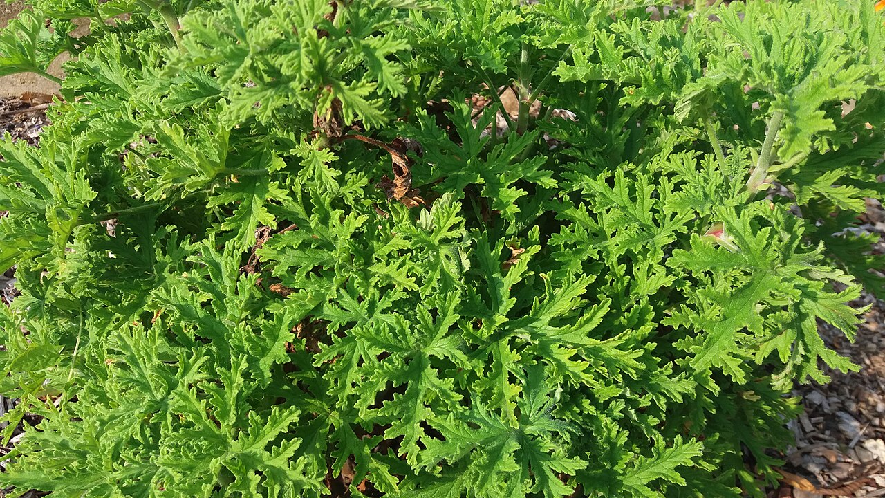Pelargonium graveolens, Rose geranium — upright evergreen (Geraniaceae) (image 10 of 10)