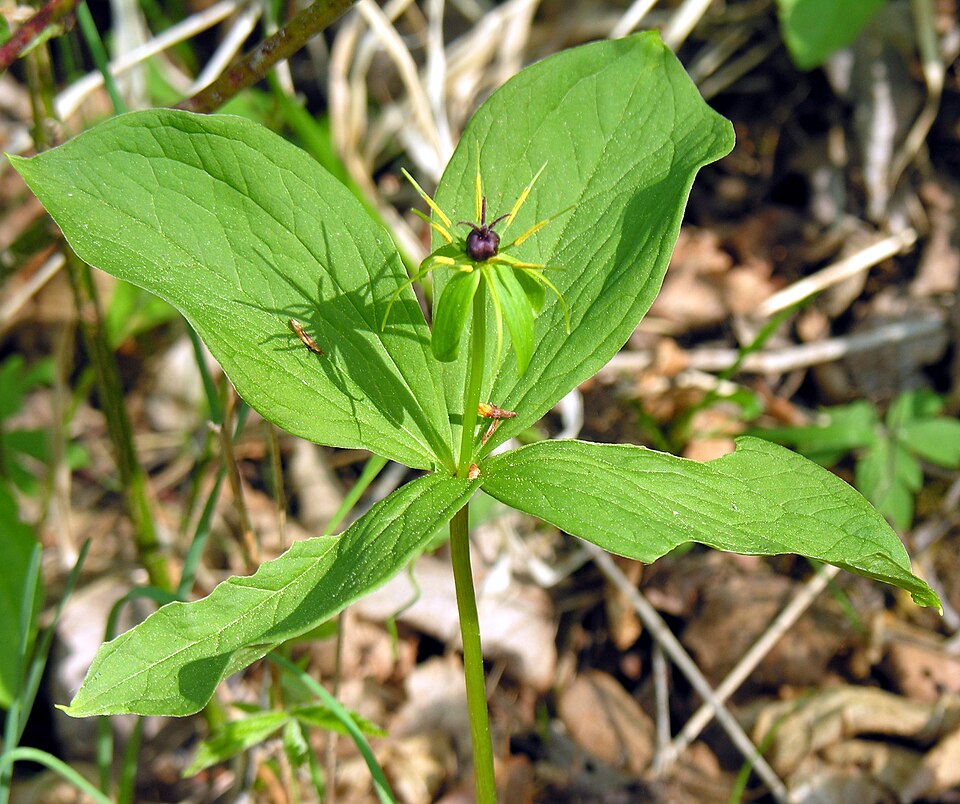 Paris quadrifolia (herb paris) (alternate view 9)