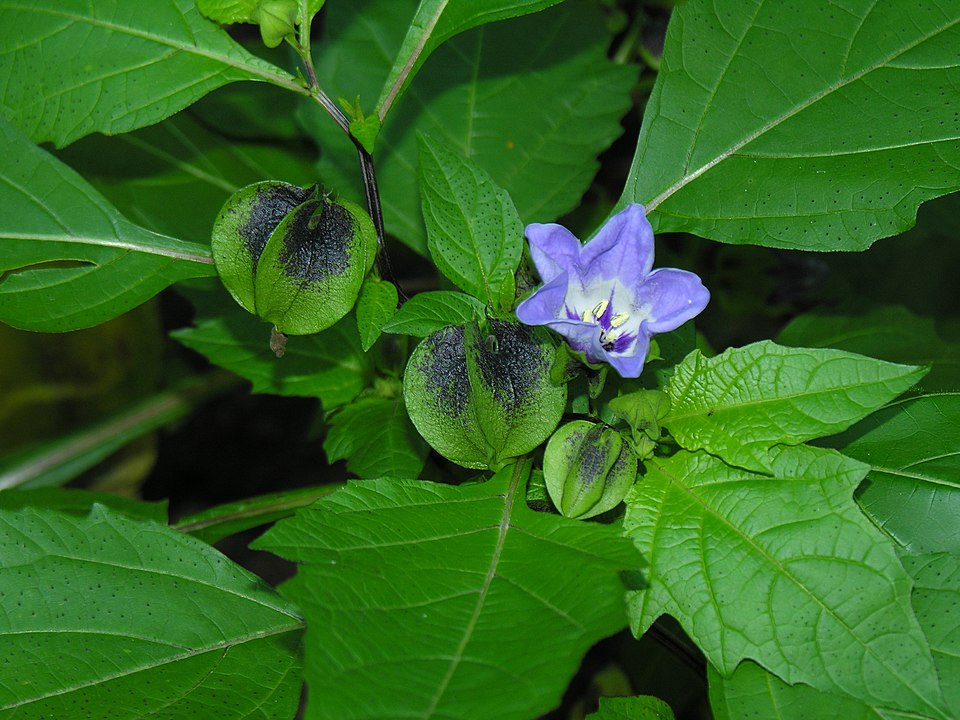 Nicandra physalodes (apple-of-Peru)