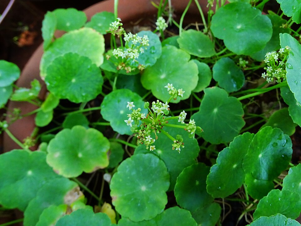 Hydrocotyle umbellata (manyflower marshpennywort) (alternate view 4)