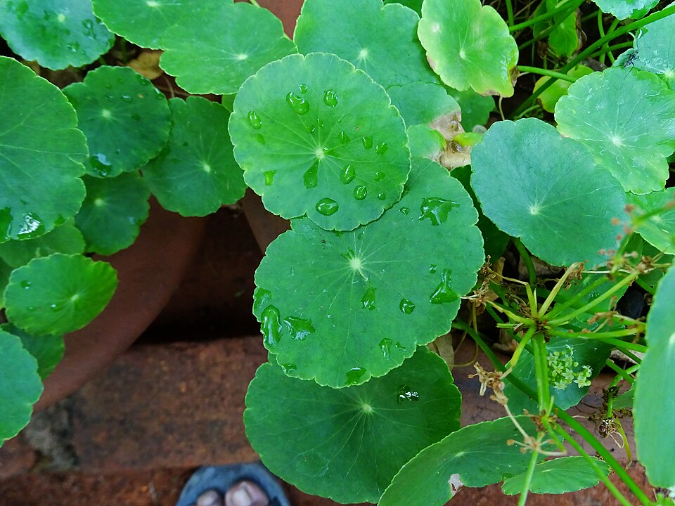 Hydrocotyle umbellata (manyflower marshpennywort) (alternate view 5)