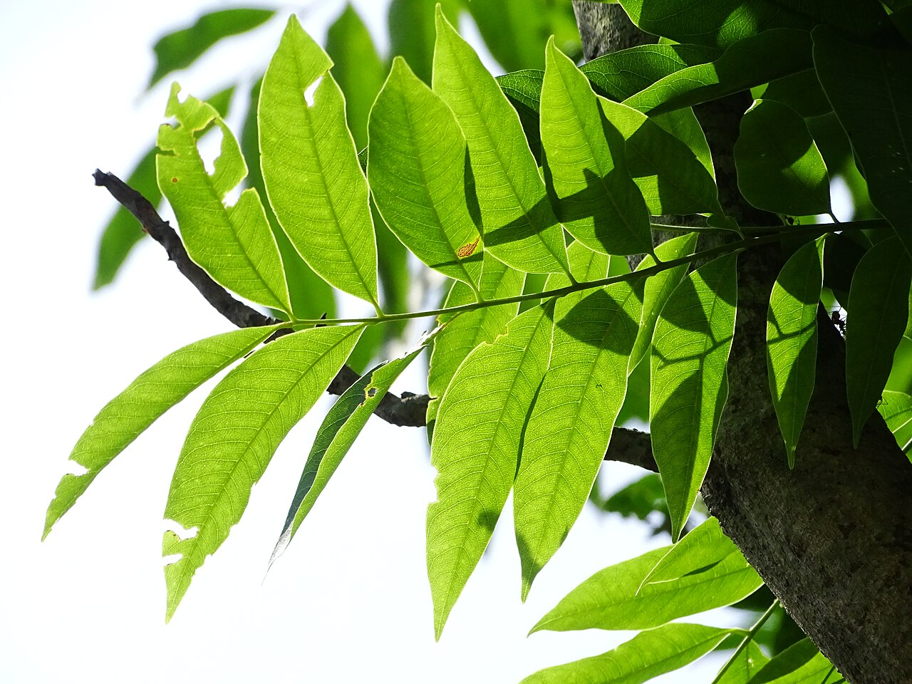Sapindus mukorossi, Chinese soapberry — spreading deciduous (Sapindaceae) (image 9 of 10)