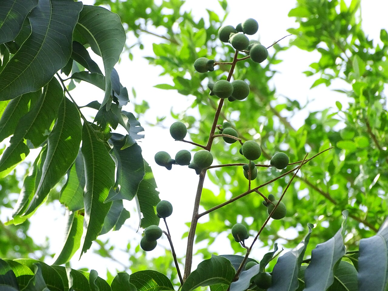 Sapindus mukorossi, Chinese soapberry — spreading deciduous (Sapindaceae) (image 10 of 10)