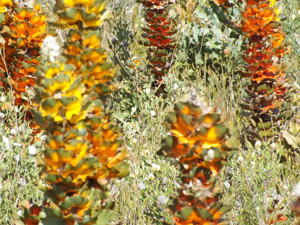 Hakea (Pincushion trees)