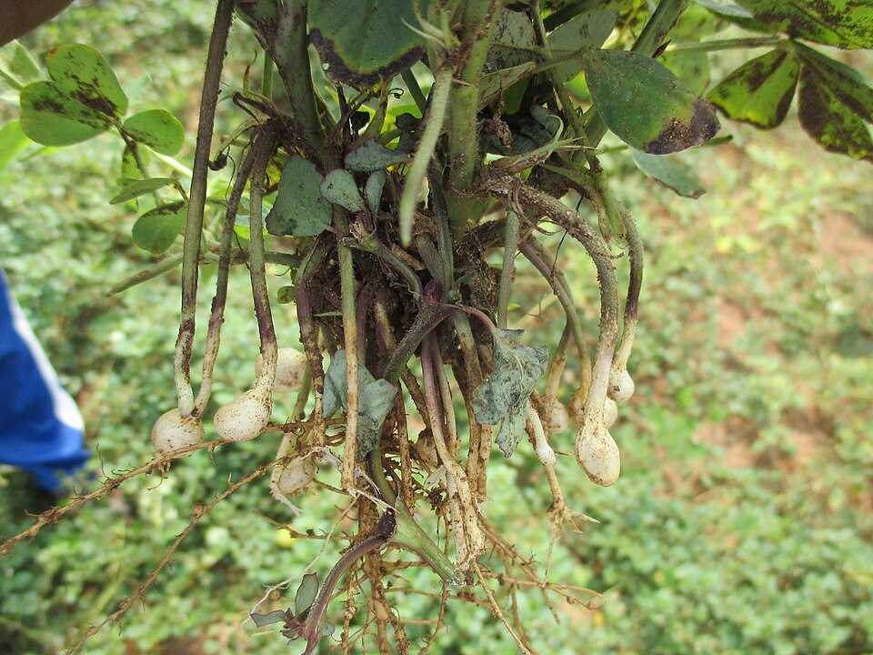 Arachis (peanuts) (alternate view 2)