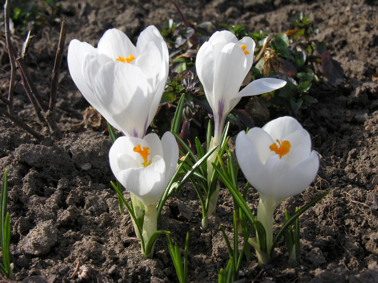 Crocus vernus, Spring crocus — clumping deciduous (Iridaceae) (image 4 of 10)