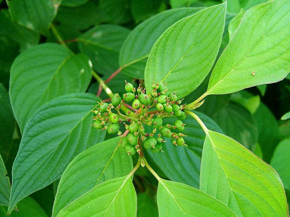 Cornus sericea (red twig dogwood, red osier)