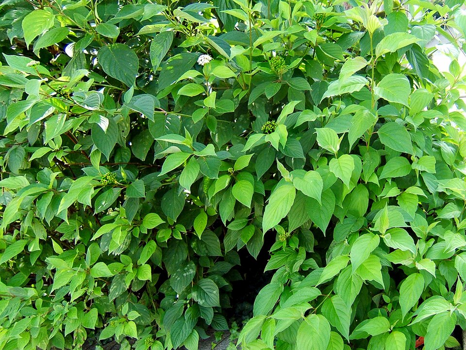 Cornus sericea (red twig dogwood, red osier) (alternate view 2)