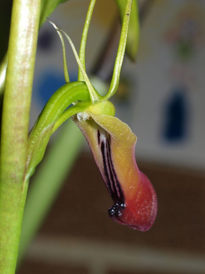 Cryptostylis subulata (Large Tongue Orchid) (alternate view 3)