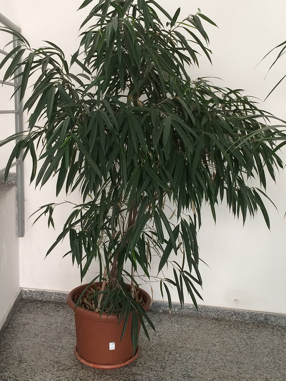 Ficus maclellandii (Ficus Alii) (alternate view 7)