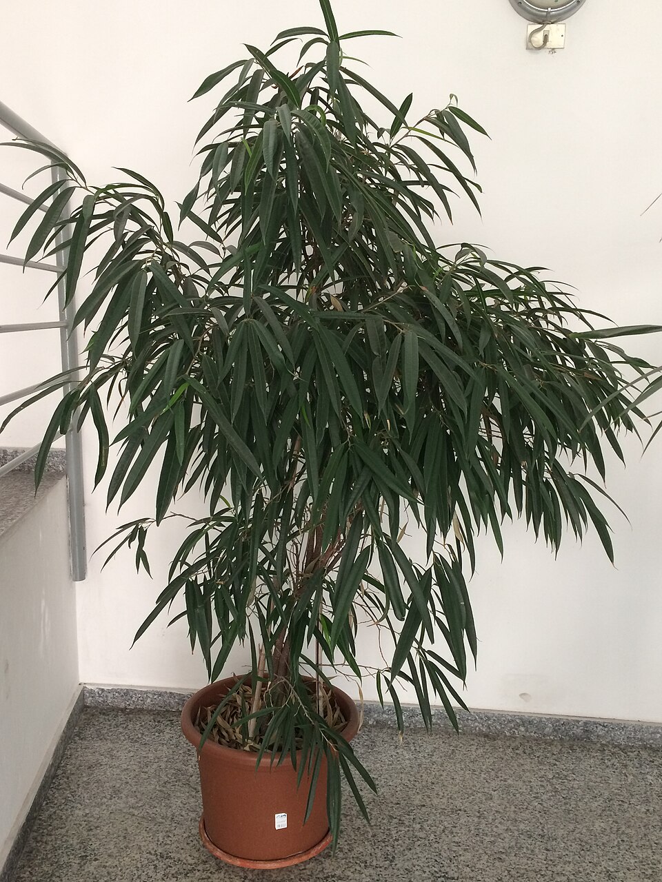 Ficus maclellandii (Ficus Alii) (alternate view 8)