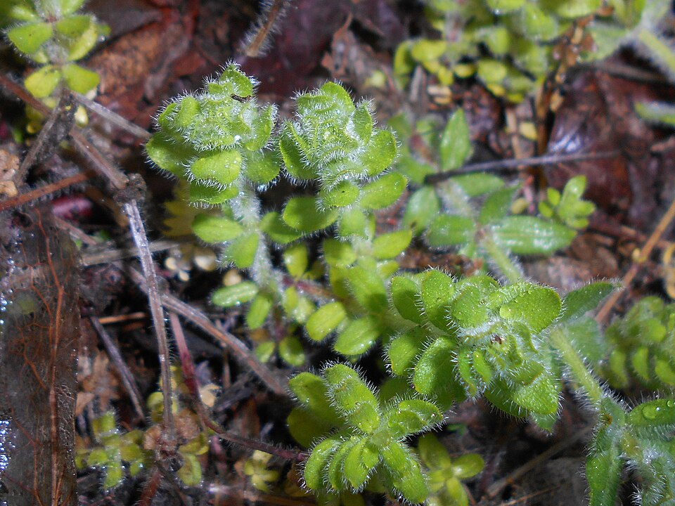 Cruciata laevipes (Crosswort)