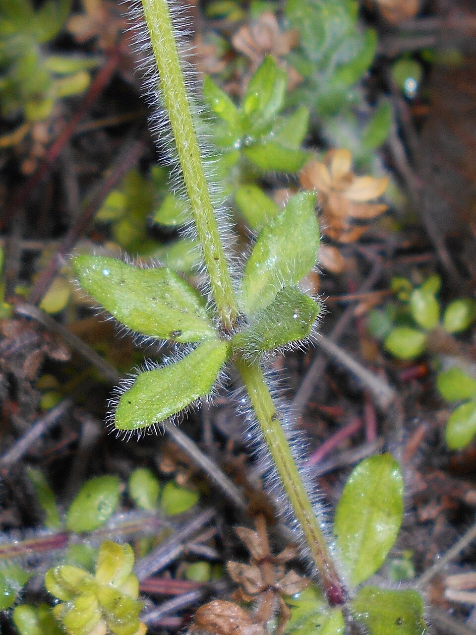 Cruciata laevipes (Crosswort)