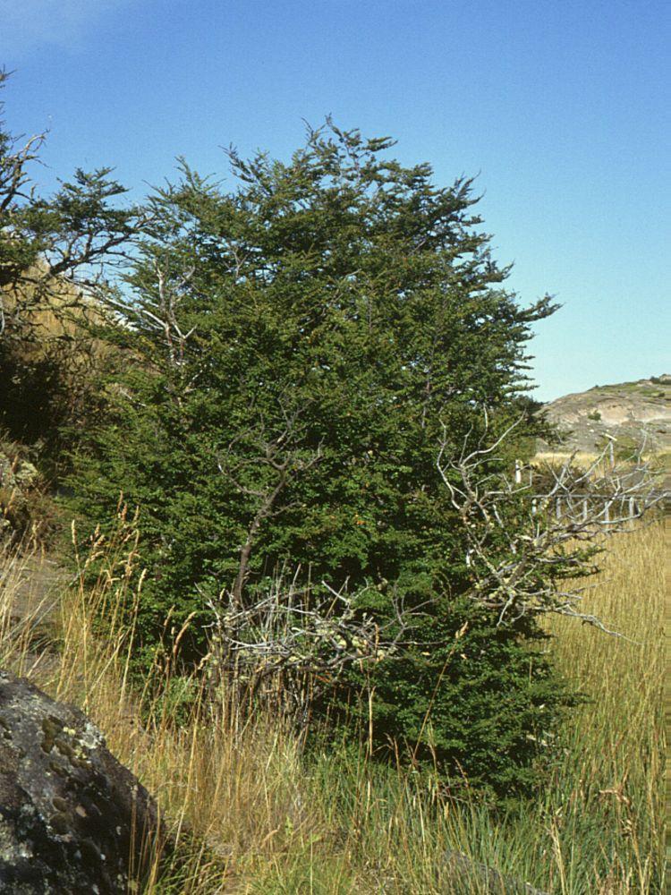 Nothofagus antarctica (Antarctic Beech)