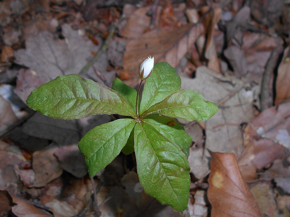 Lysimachia europaea (Arctic Starflower)
