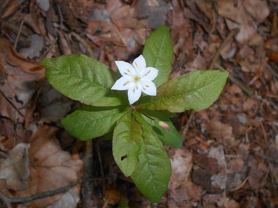 Lysimachia europaea (Arctic Starflower)