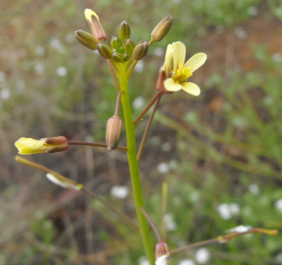 Brassica tournefortii (Saharan Mustard) (alternate view 6)