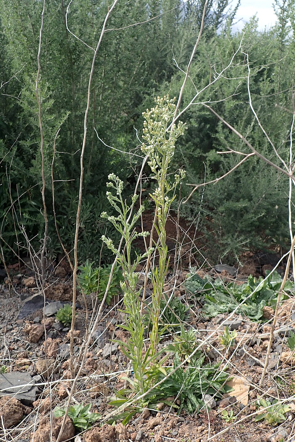 Erigeron floribundus (Tall Fleabane)
