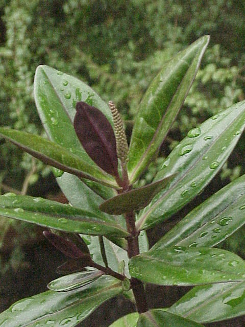 Veronica speciosa (New Zealand hebe)