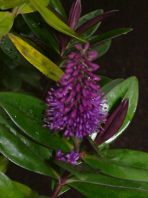 Veronica speciosa (New Zealand hebe)