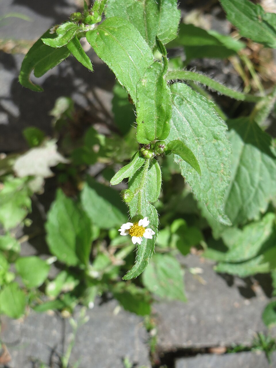 Galinsoga quadriradiata (shaggy soldier)