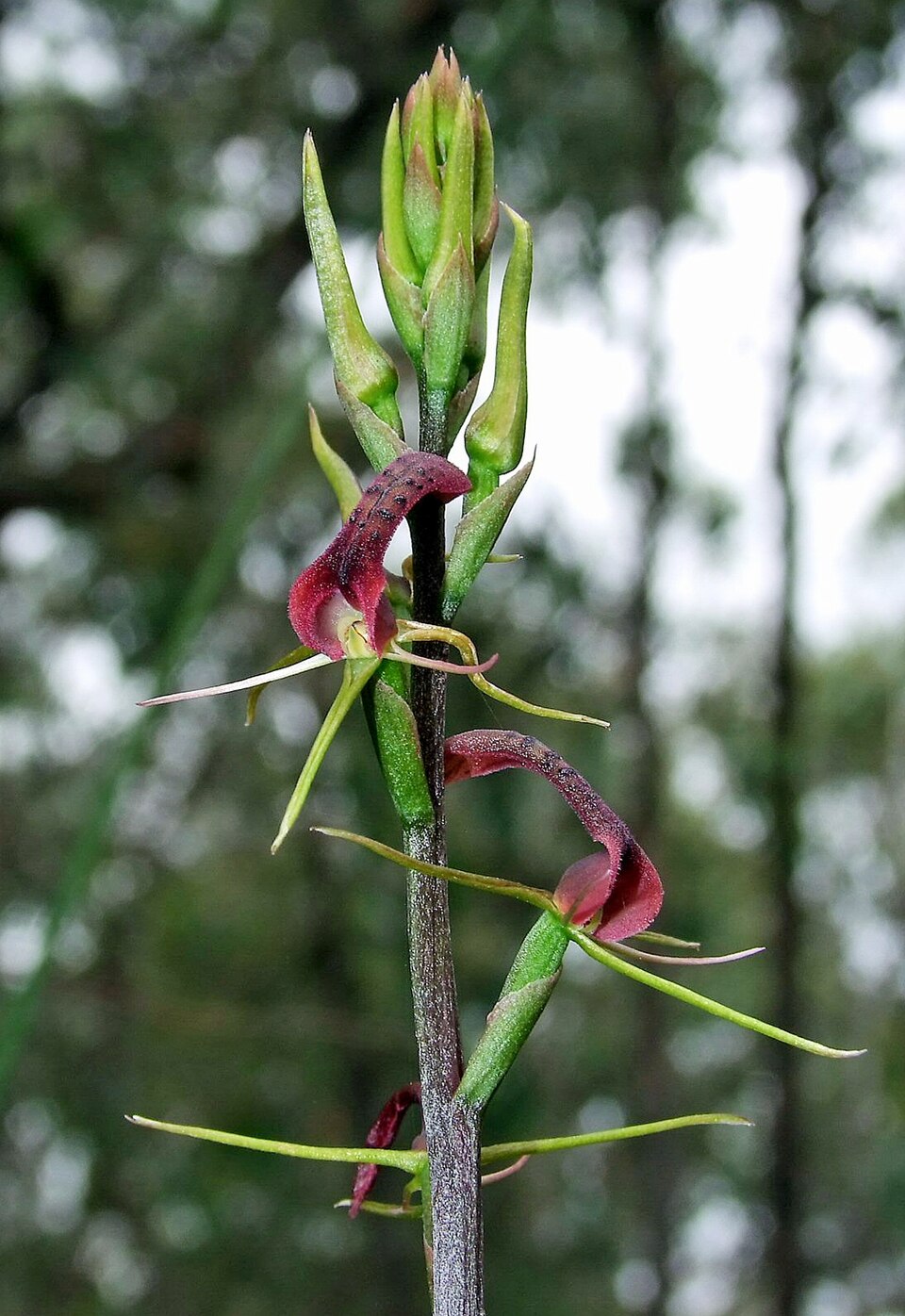 Cryptostylis leptochila (small tongue-orchid) (alternate view 7)