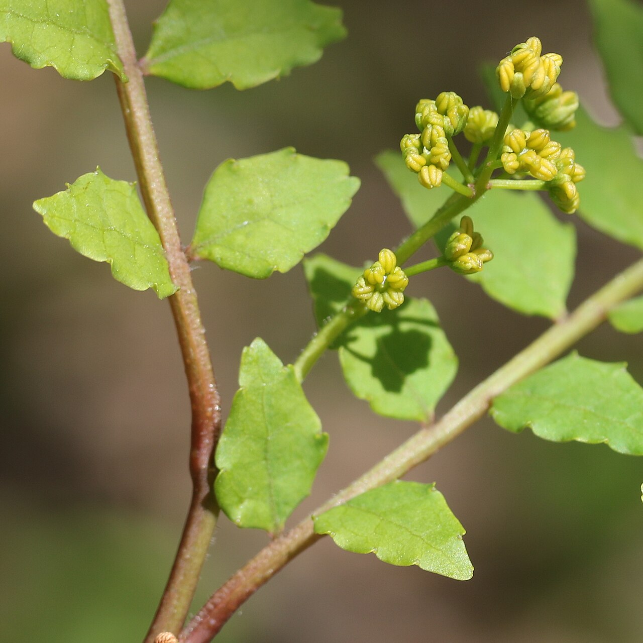 Zanthoxylum piperitum, Japanese pepper — upright deciduous (Rutaceae) (image 9 of 10)