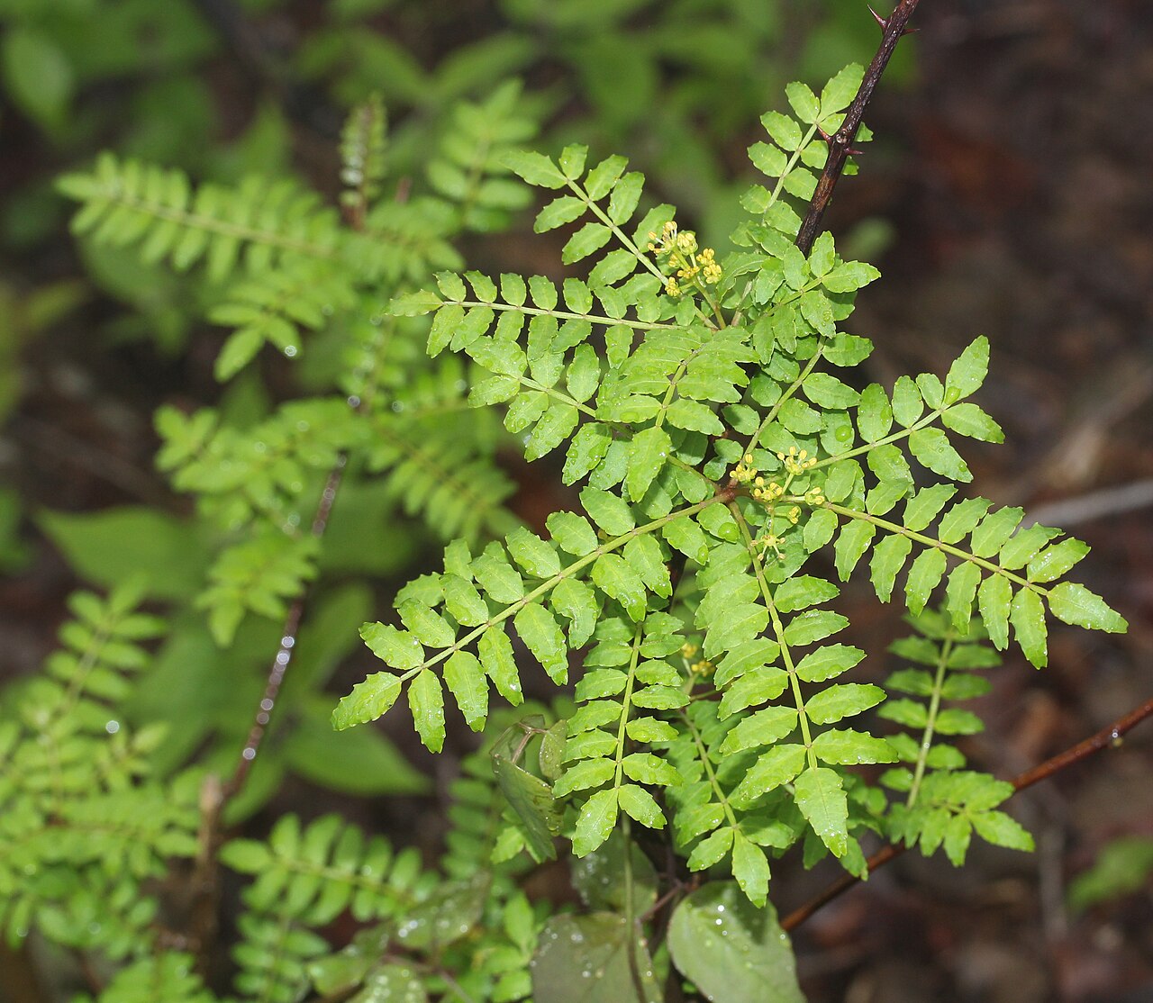 Zanthoxylum piperitum, Japanese pepper — upright deciduous (Rutaceae) (image 10 of 10)